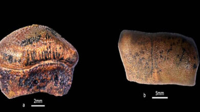 Jurassic-age shark’s teeth discovered from Jaisalmer basin
