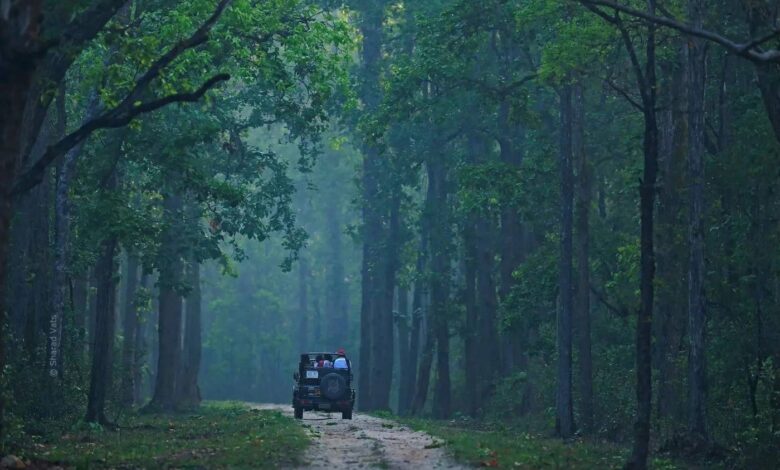 Madhya Pradesh, Seven National Parks in Madhya Pradesh, Madhya Pradesh's Top National Parks,