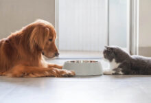 Discover How an Animal Nutritionist Can Elevate Your Pet Parenting Journey 