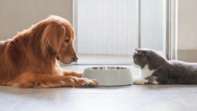 Discover How an Animal Nutritionist Can Elevate Your Pet Parenting Journey 